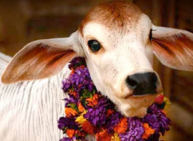 गो-विज्ञान परीक्षा: फोटो