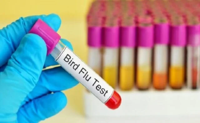 Bird Flu