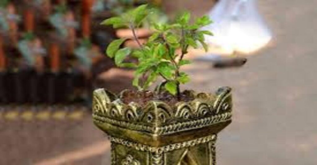 Tulsi Pujan Diwas 2025 ritual with Tulsi plant and oil lamp